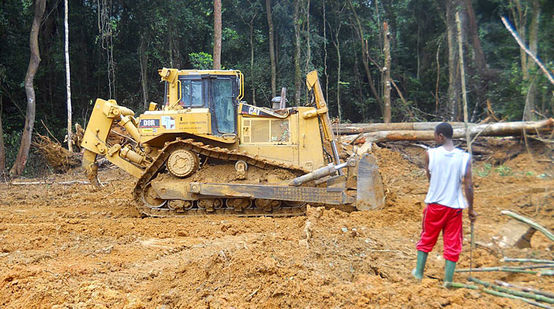 bulldozer in a clear-cut area in the rainforest in cameroon