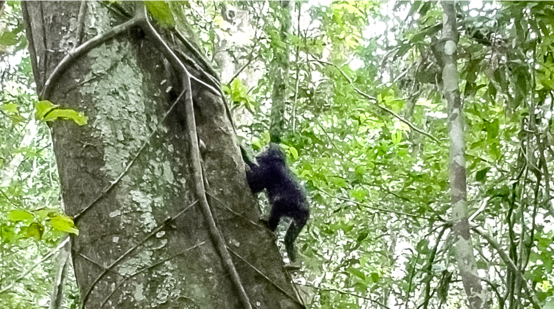 A young chimpanzee climbing a tree in the rainforest