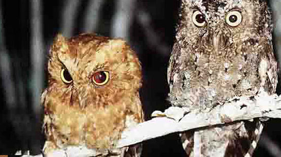 Two Sokoke Scops Owls sitting on a branch