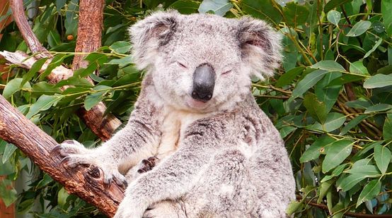 A Koala sits on an eucalytpus tree