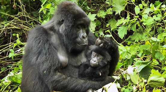 Gorilla mother with baby in her arms in the Virunga Rainforest