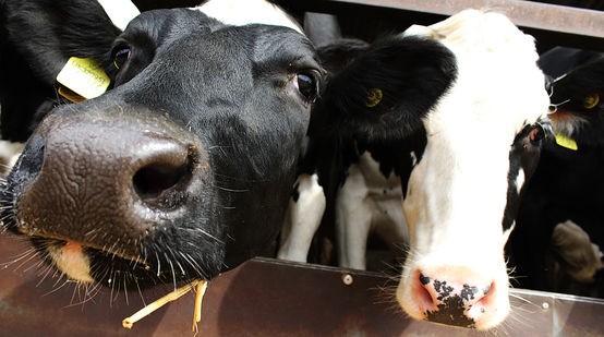 Two cows in a cage