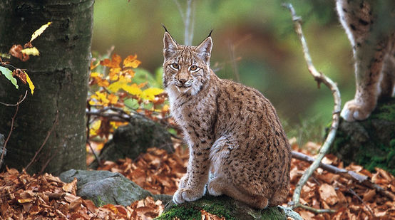 A Balkan lynx in the forest