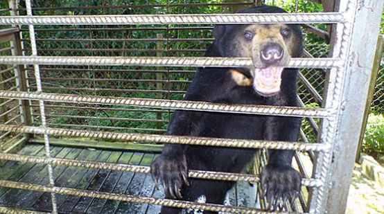 A sun bear in a cage in Sabah