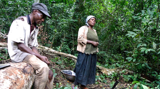 Nigerian woman gathering forest mangos