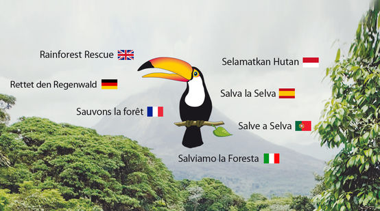 Rainforest, toucan logo