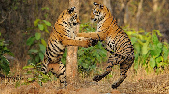 Two tigers playing