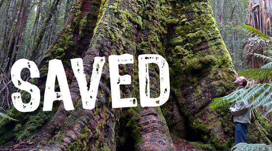 A man dwarfed by the roots of a giant tree