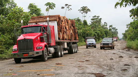 Truck loaded with timber in the rainforest
