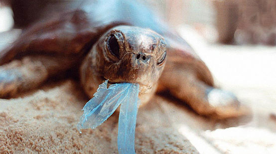 A sea turtle with a scrap of plastic hanging from its beak