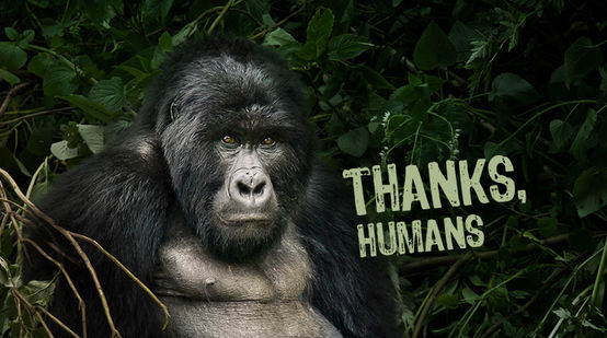 A gorilla with the caption, "Thanks, humans"