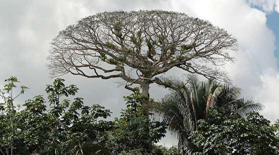 Forest canopy in Yasuní National Park, Ecuador