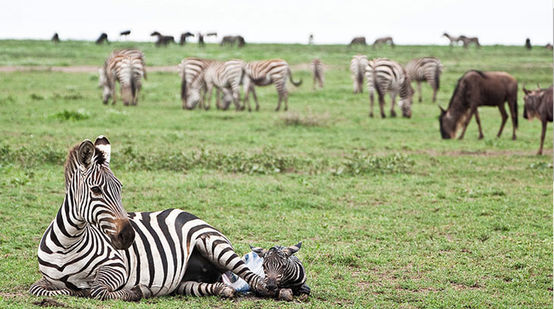 Zebra mum and baby on the Serengeti plains