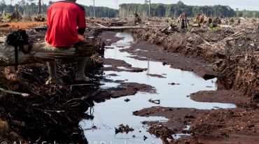 Destruction of the rainforest