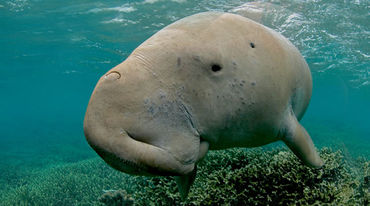 Dugong swimming in tropical water