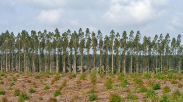 Tree plantation in South Africa