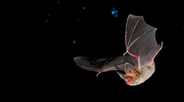 Bechstein bat