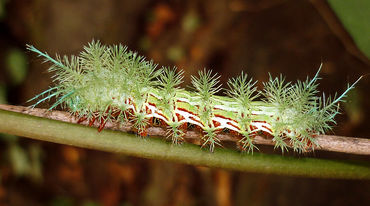 Automeris sp. caterpillar on a twig