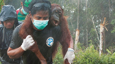 An unconscious orangutan is being carried on the shoulders of an activist