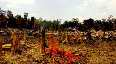 Burning rainforest which has to make place for palm oil plantations