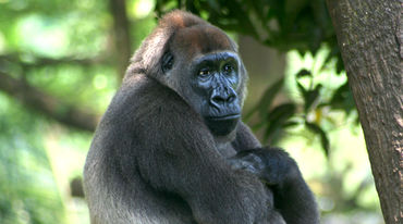 A Cross River gorilla