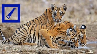 Three tigers are drinking water