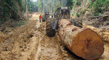 A heavy tractor dragging a tree trunk out of the forest