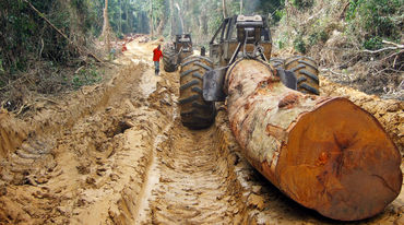 A huge tree is pulled with a skidder in a tropical rainforest in Central Africa
