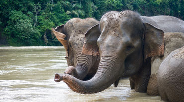 Elephants enjoying a swim