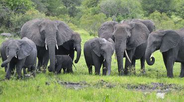 A young African elephant hugging its mother with its trunk