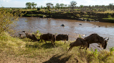A herd of gnus crossing a river
