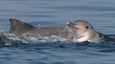 Guiana dolphins