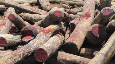 Illegally logged rosewood in Madagascar