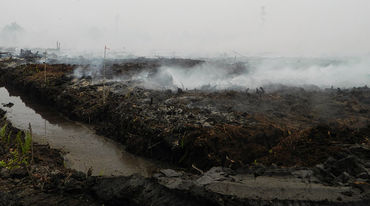 Haze and fire on drained peatland at the Pt PEAK plantation, Katingan, C-Kalimantan