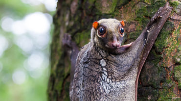 Malayan flying lemur on Borneo