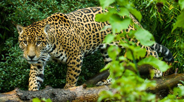 Jaguar surrounded by vegetation