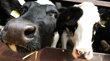 Two cows in a cage