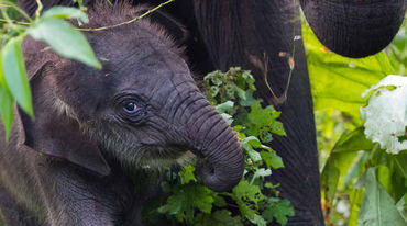 An elephant calf in Leuser Ecosystem, Indonesia