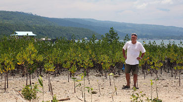 Planted mangroves