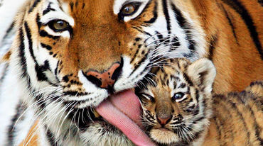 Tiger mother grooming her cub