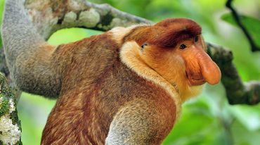 A proboscis monkey