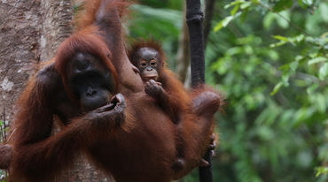 Orangutans in Tanjung Puting, Indonesia