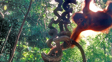 Orangutan in a tree in the rainforest