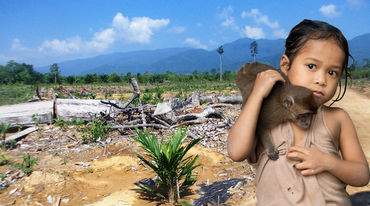 Deforested area in the Philippine island of Palawan