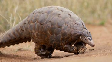 An African pangolin