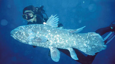 The coelacanth