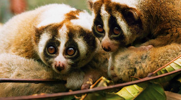 Slow Lorises in Indonesia