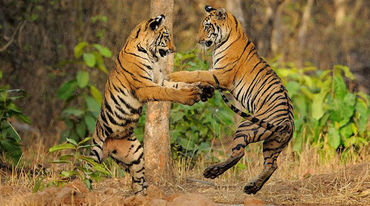 Two tigers playing