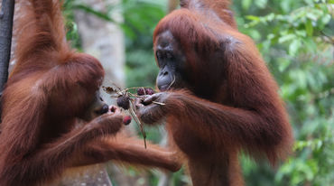 2 Orang Utan eating fruits