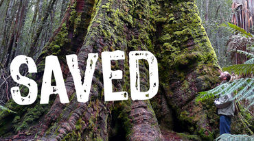 A man dwarfed by the roots of a giant tree